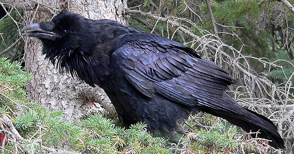 Raven