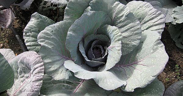 Red Cabbage