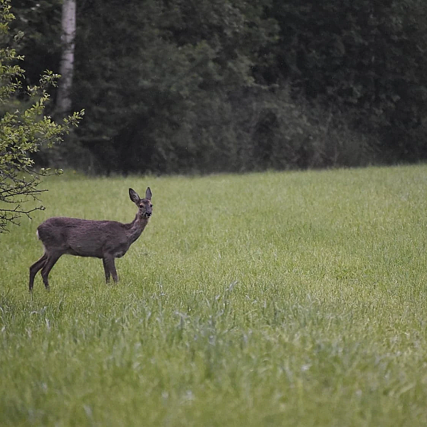 Het garantieree