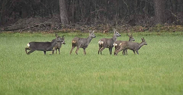 Reewildcursus en meer zelfvertrouwen, altijd nuttig