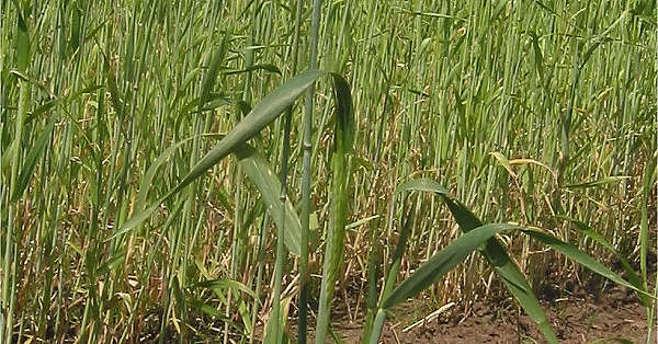 Rye