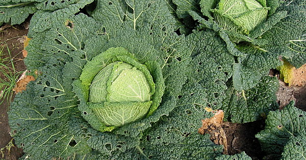 Savoy cabbage