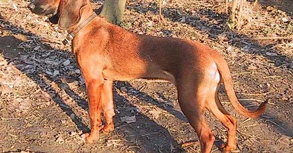 Scent Hounds