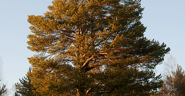 Scots pine