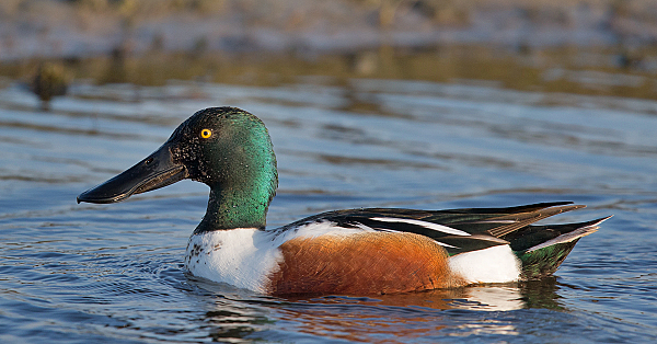 Northern shoveler