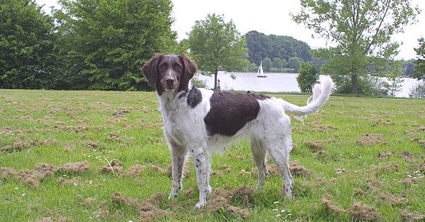 Kleine Munsterlander