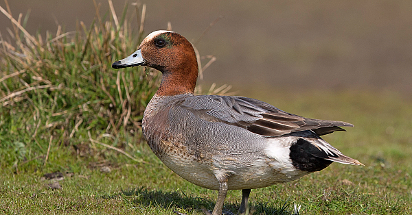 Eurasian wigeon