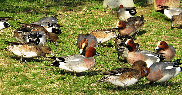 Eurasian wigeon