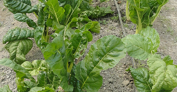 Spinach