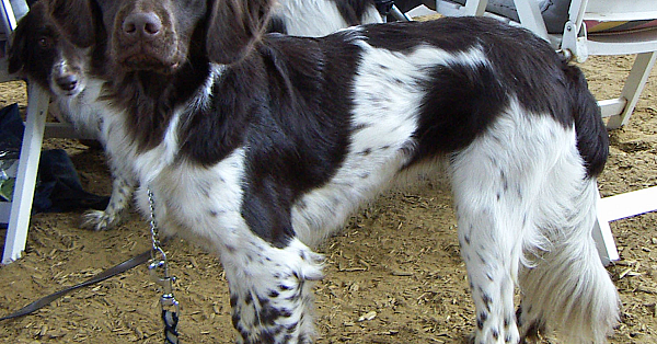 Stabyhoun