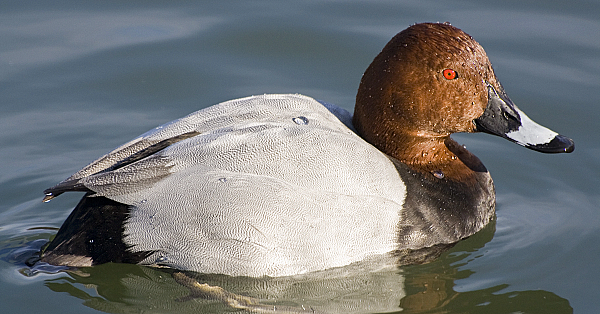 Common pochard