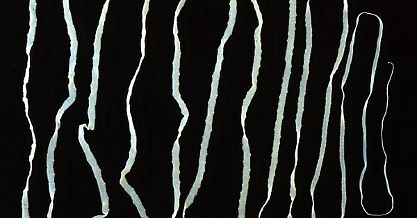 Lintworm