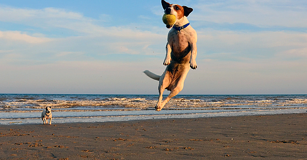 Terriers