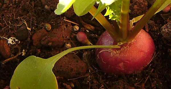 Tuinbouwmatige tuinbouw