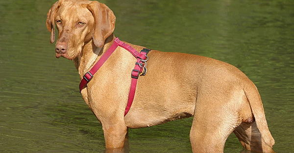 Hongaarse vizsla