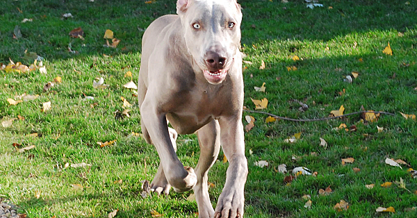 Weimaraner