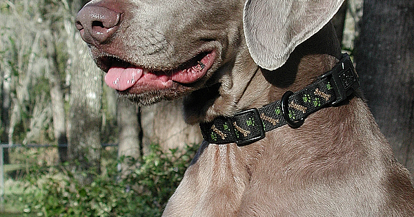 Weimaraner