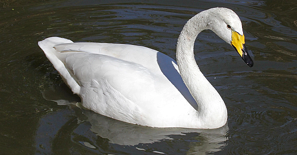 Wilde zwaan