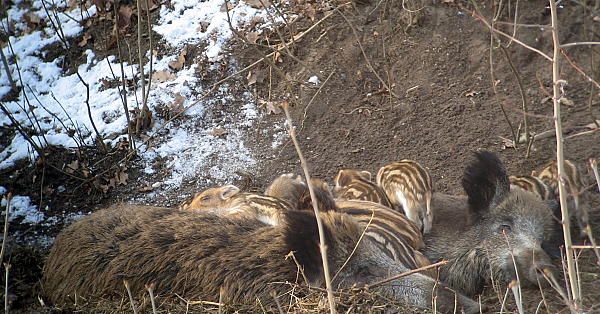 Wild boar