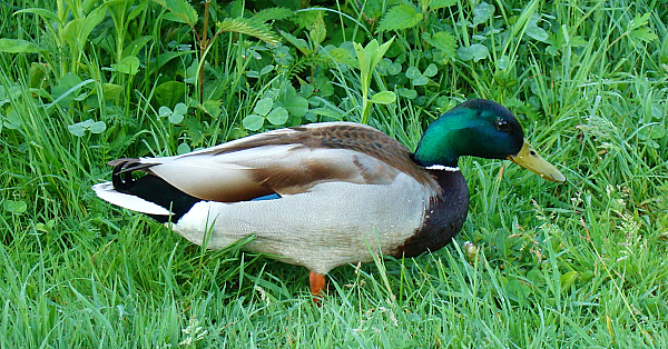 Mallard