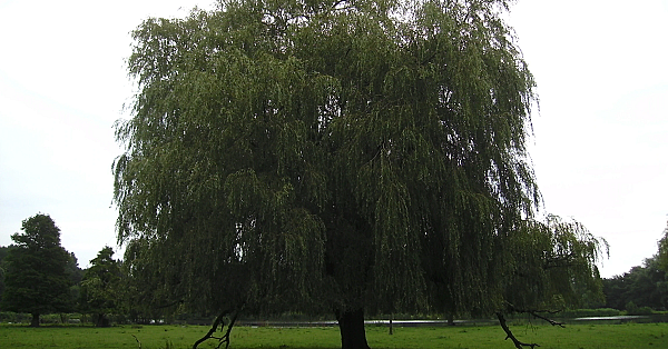 Willow
