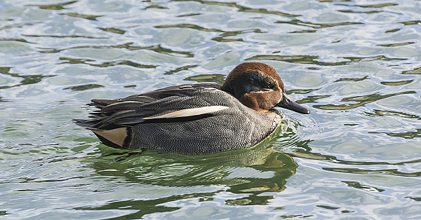 Common teal