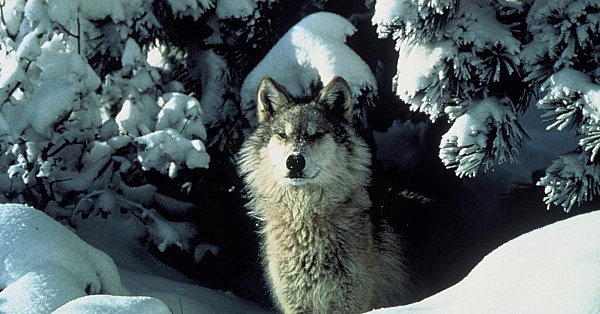 Wolf