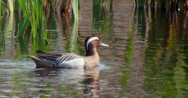 Garganey