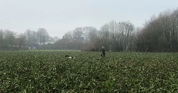 2021 begint goed, met ree, gans, haas, eend, kuubkist en fazant