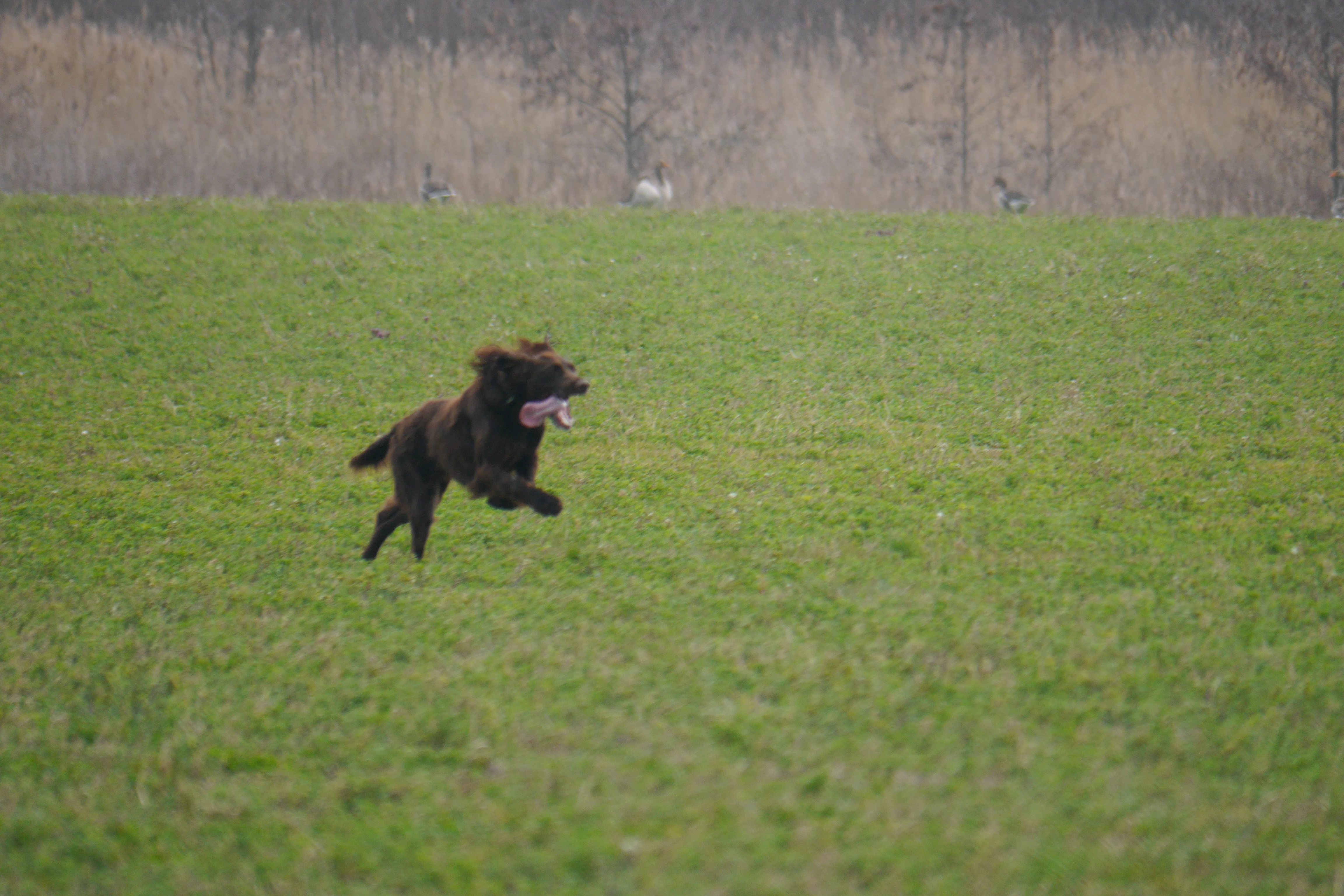 Een apport