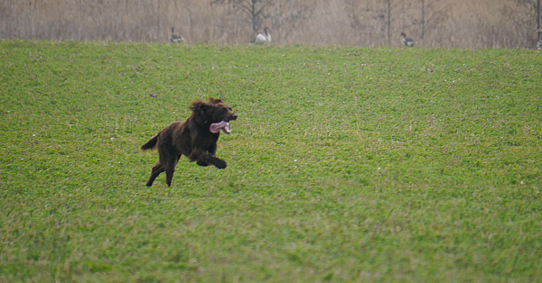De Gast met de Kampioenhond