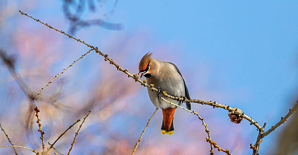 De jacht op vogeltjes