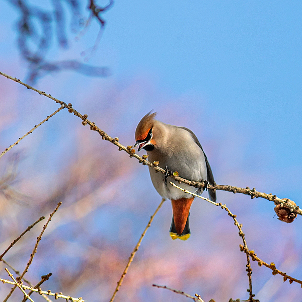 De jacht op vogeltjes