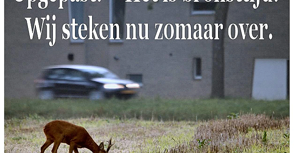 De reeënfluisteraar