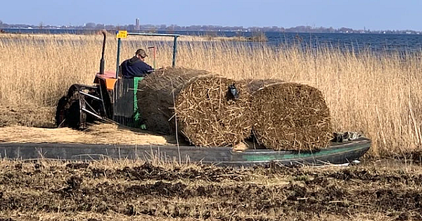 De spreeuw en de bejaging