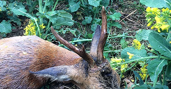 De Vingerbok