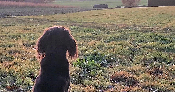 Mijn oude hond