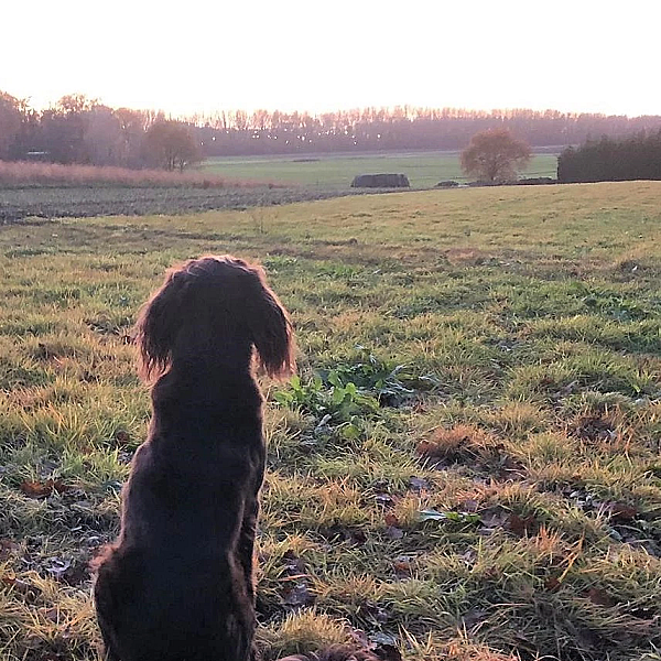Mijn oude hond