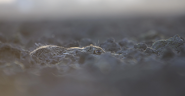 Drijven in de Biesbosch