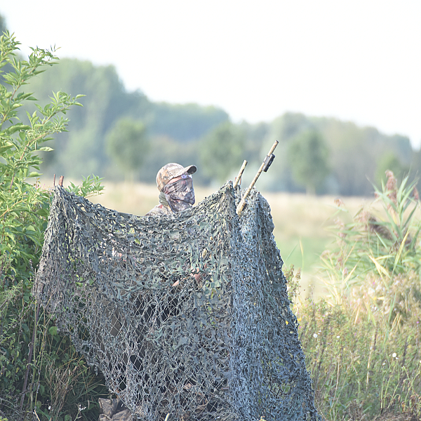 Duiven in de tarwe