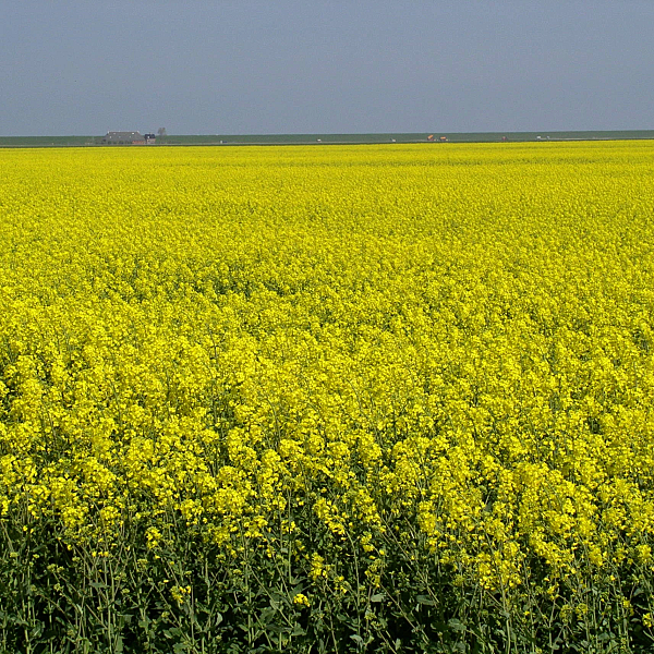 Erntejagd