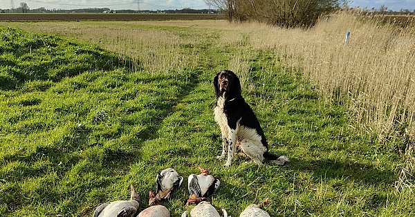 Even op de ganzen, door een jonge jager.