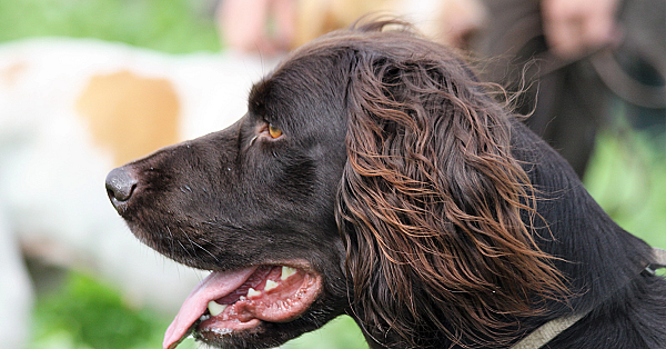Jagen met staande honden: het spel met de wind