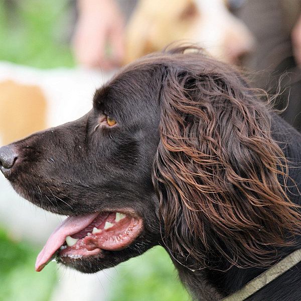 Jagen met staande honden: het spel met de wind