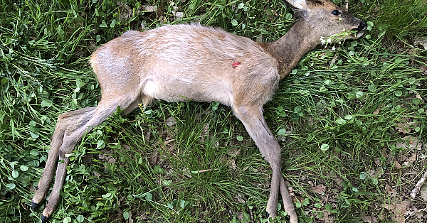Maibock