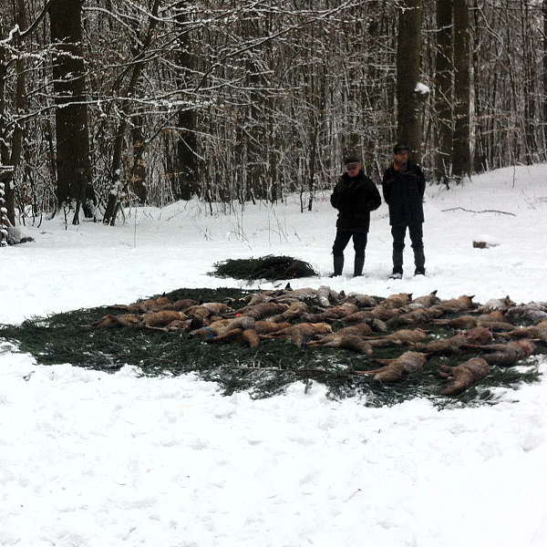 Pastachoca, vossegoed!