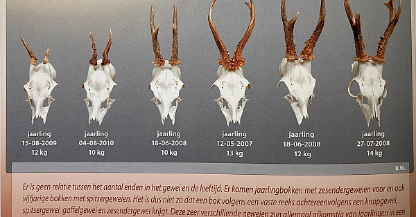 Reegeweien, afschot en aanspreken.