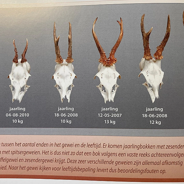 Reegeweien, afschot en aanspreken.