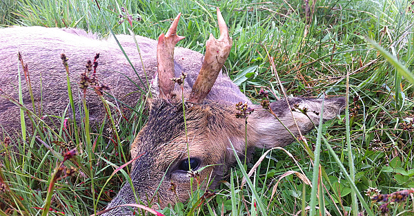 Schauflerbock