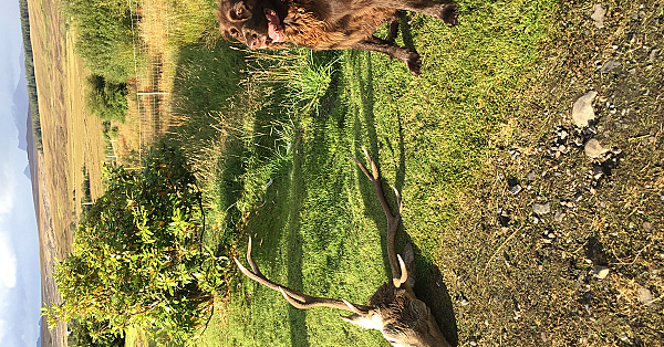Schotland (4) The 8-pointer